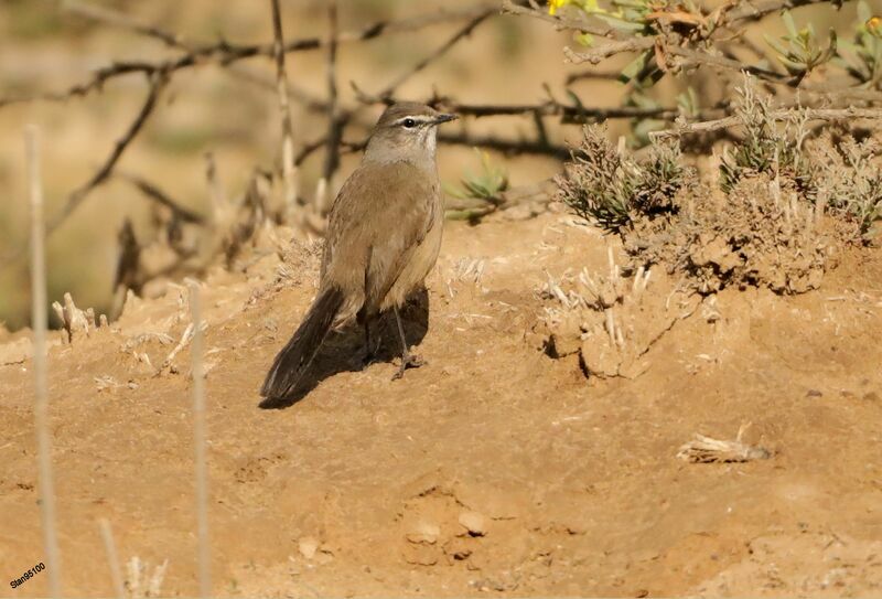 Karoo Scrub Robinadult breeding