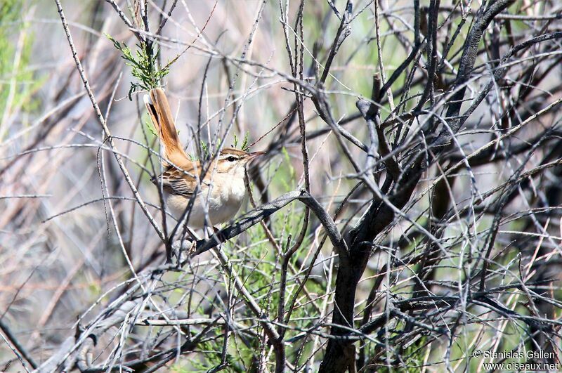 Rufous-tailed Scrub Robin male adult breeding