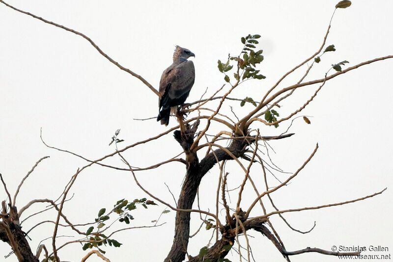 Aigle martialimmature