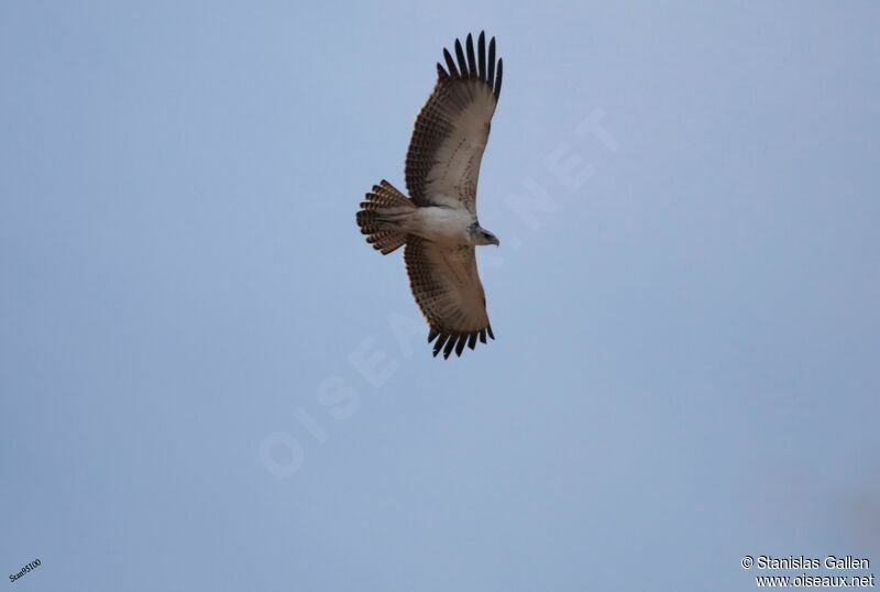 Aigle martialadulte, Vol