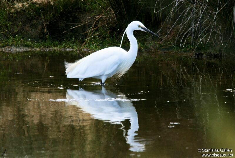 Aigrette garzetteadulte