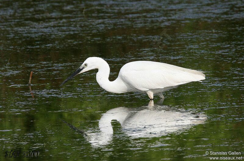 Aigrette garzette