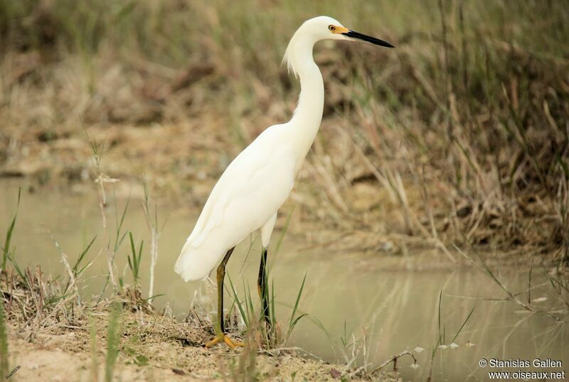 Aigrette neigeuseimmature