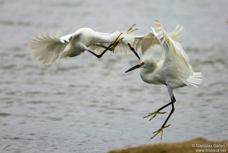 Snowy Egretadult transition