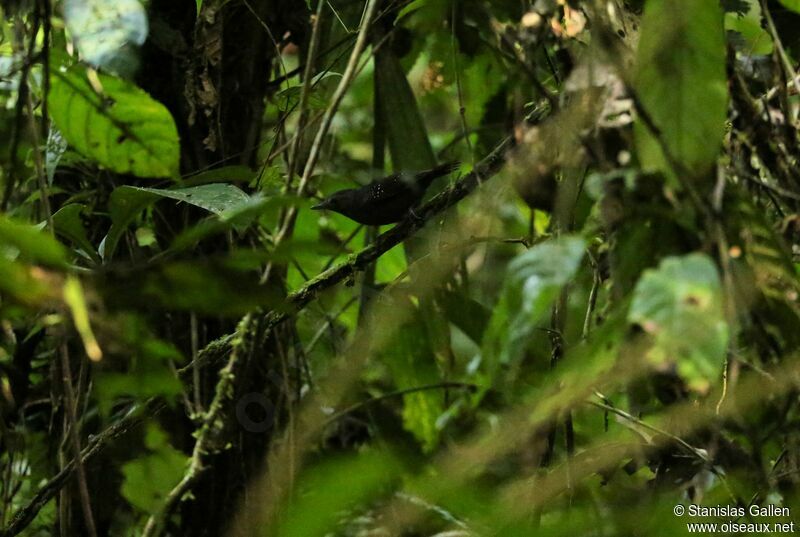 Spot-winged Antbird male adult