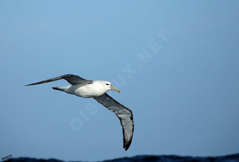 Albatros à cape blancheadulte, Vol