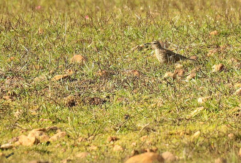 Agulhas Long-billed Larkadult, walking