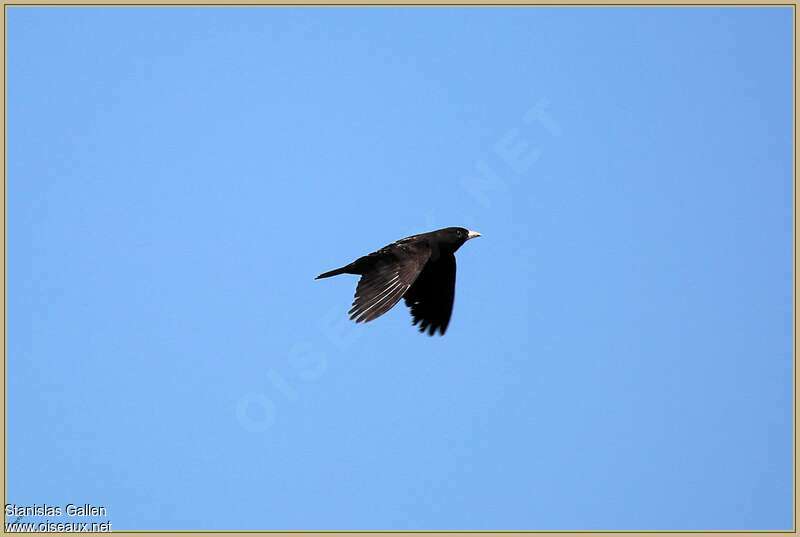 Black Lark male adult breeding, Flight