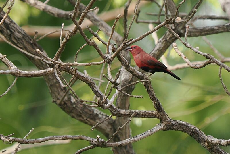 Black-bellied Firefinch male adult breeding