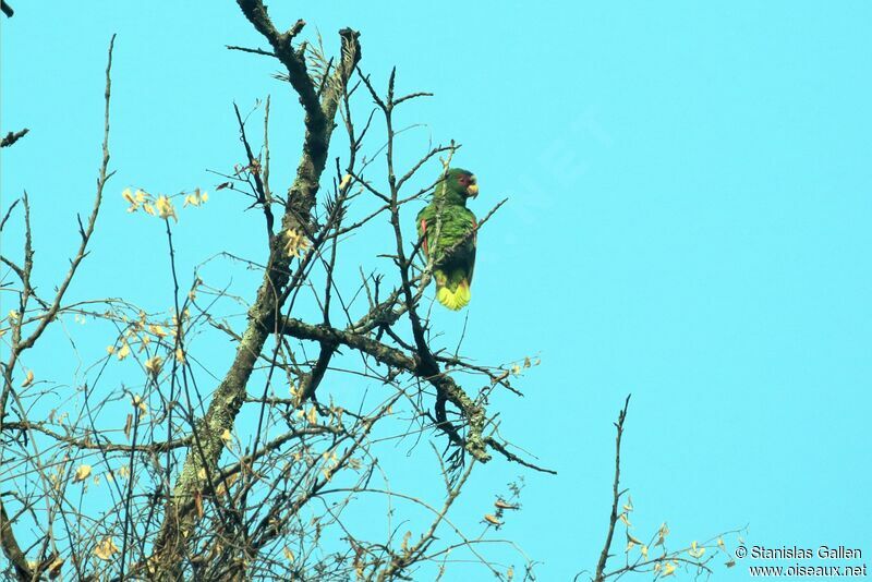 White-fronted Amazonadult