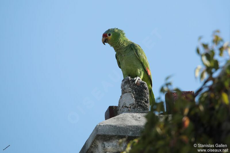 Amazone à lores rougesadulte