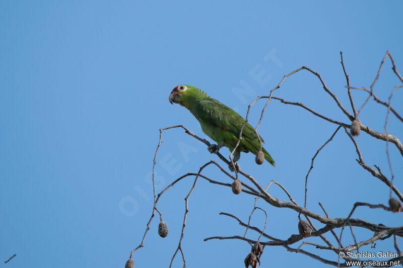 Red-lored Amazonadult