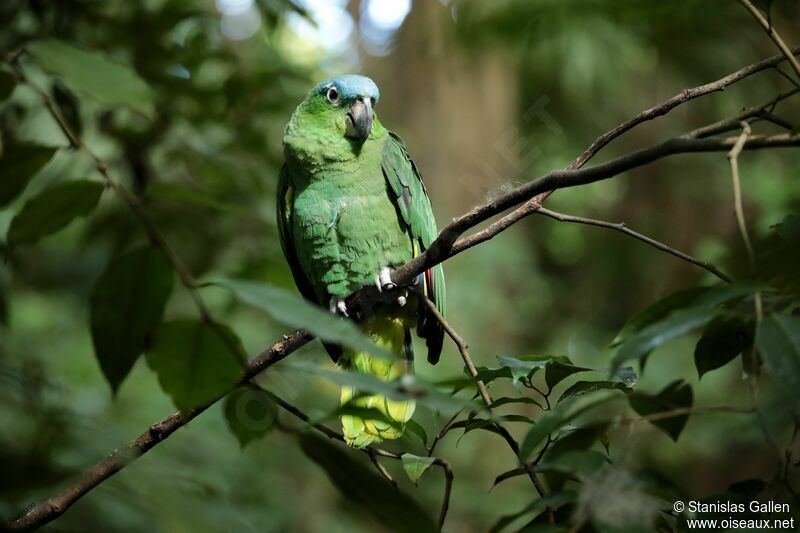 Mealy Amazonadult, identification