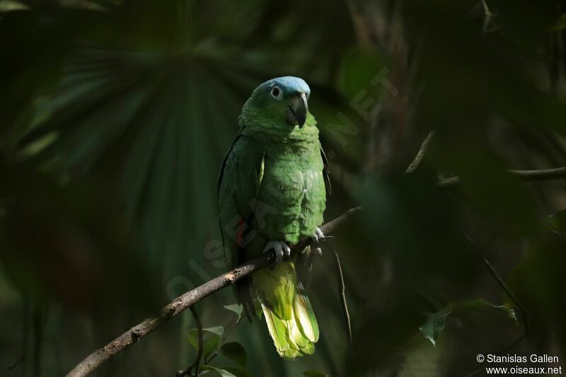 Amazone poudréeadulte