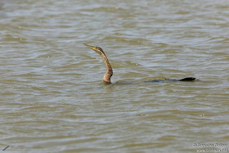 Anhinga d'Afriqueadulte, pêche/chasse