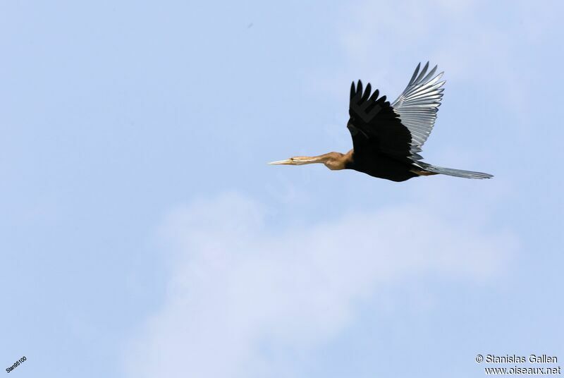 Anhinga d'Afriqueadulte, Vol