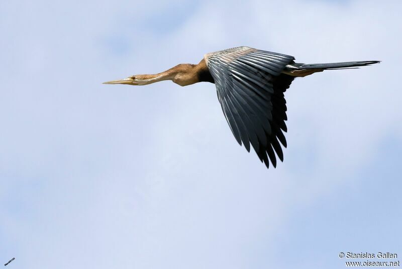 Anhinga d'Afriqueadulte, Vol