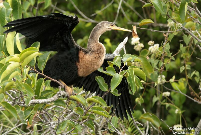 Anhinga female adult