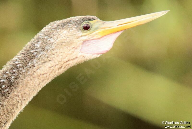 Anhinga d'Amérique femelle adulte