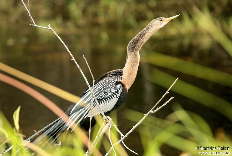 Anhinga female adult breeding