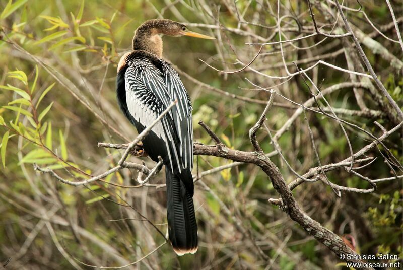 Anhinga d'Amérique femelle adulte nuptial