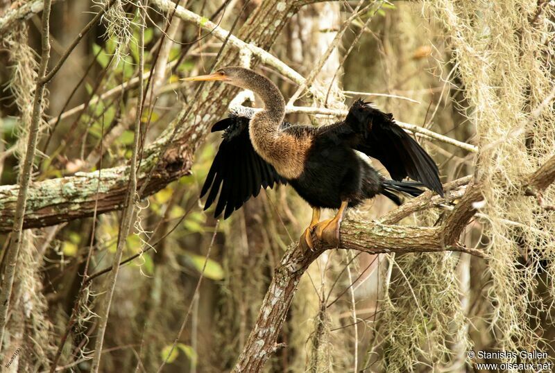 Anhinga female adult