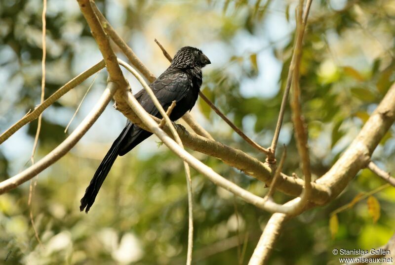 Groove-billed Ani