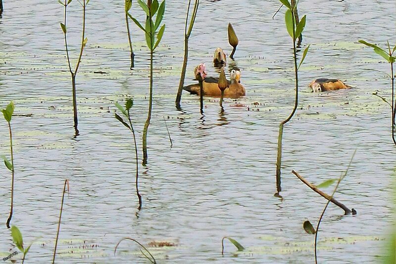 African Pygmy Gooseadult