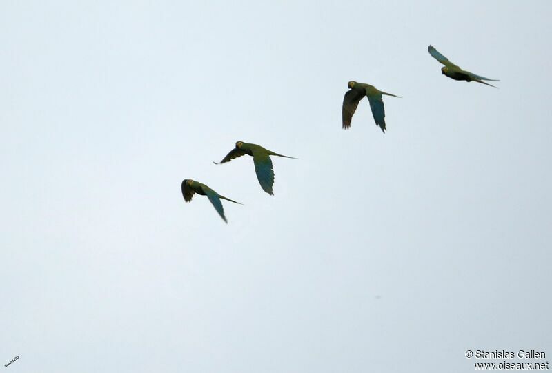 Red-bellied Macawadult, Flight