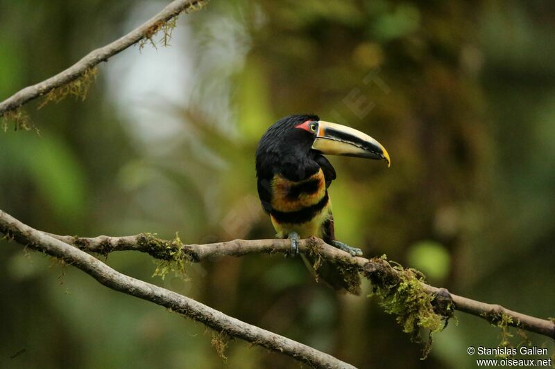 Collared Aracariadult