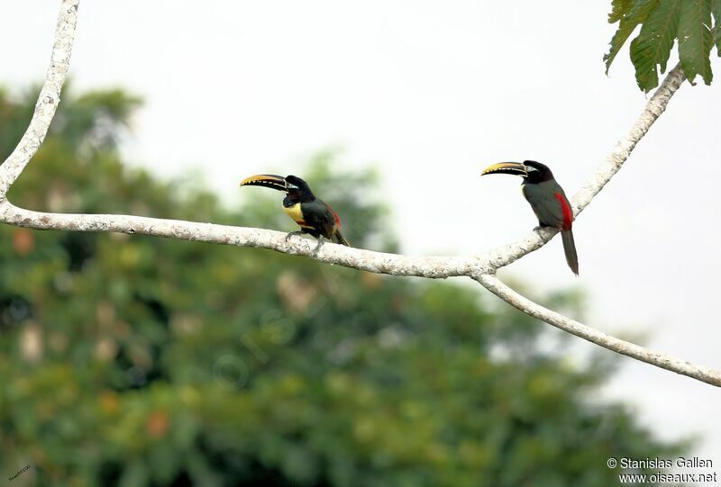 Chestnut-eared Aracariadult