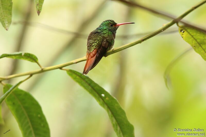 Rufous-tailed Hummingbirdadult