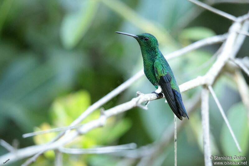 Steely-vented Hummingbird male adult breeding