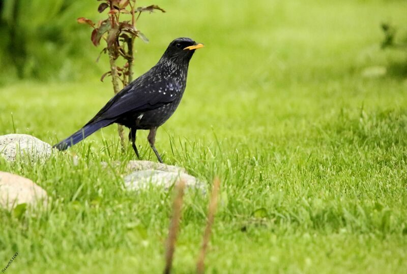 Blue Whistling Thrush