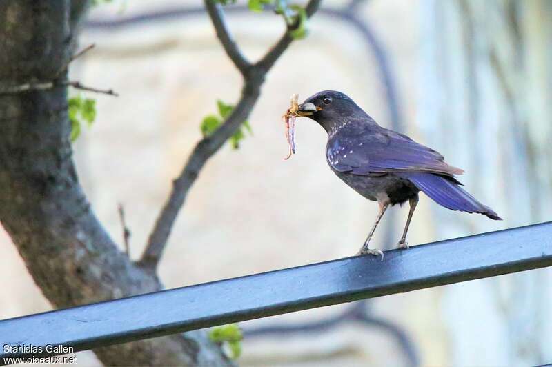 Blue Whistling Thrushadult, feeding habits