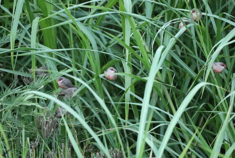 Common Waxbilladult