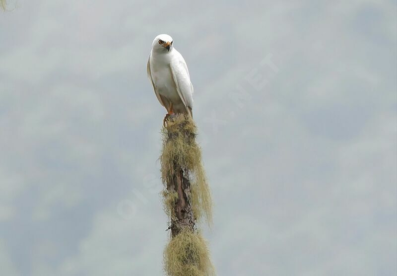 Variable Goshawkadult