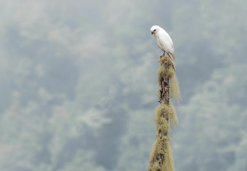 Variable Goshawkadult