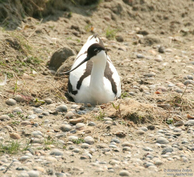 Pied Avocetadult breeding, Reproduction-nesting