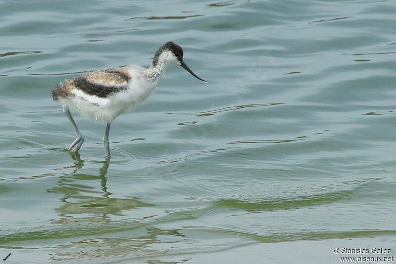 Pied AvocetPoussin, close-up portrait, walking