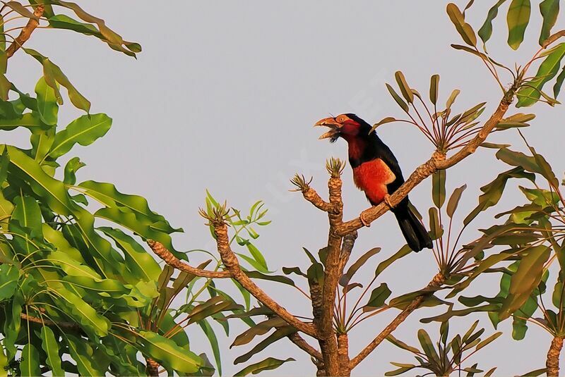 Bearded Barbet male adult breeding