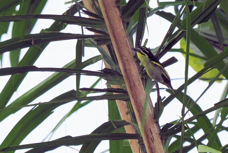 Red-rumped Tinkerbird male adult