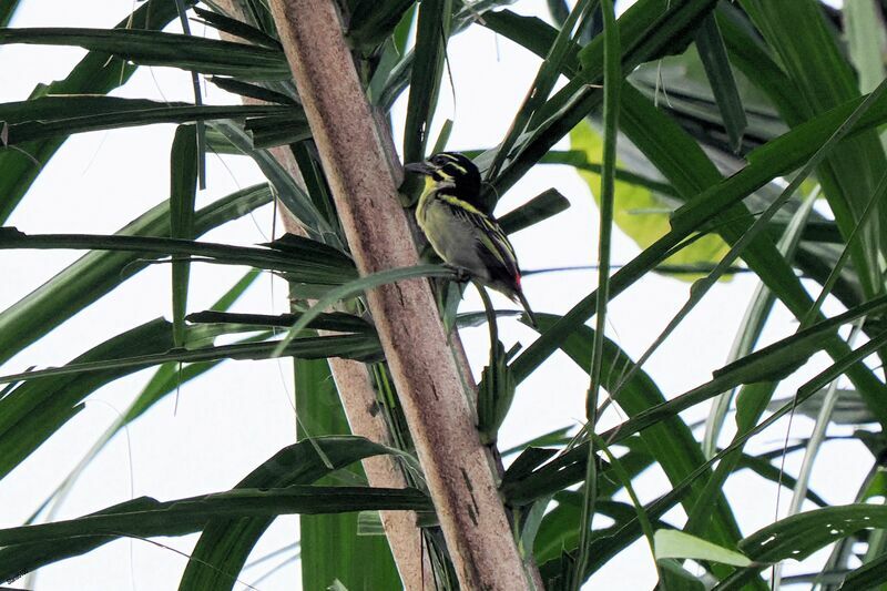 Red-rumped Tinkerbird male adult