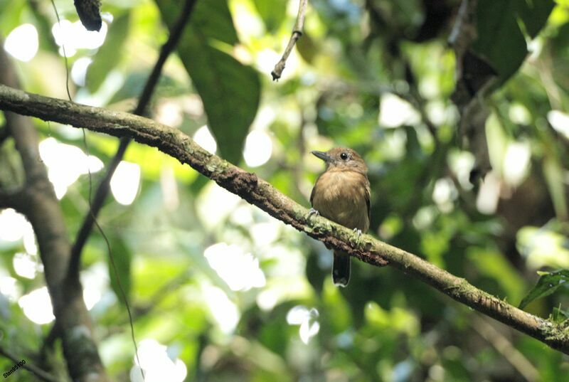 Black-crowned Antshrike female adult