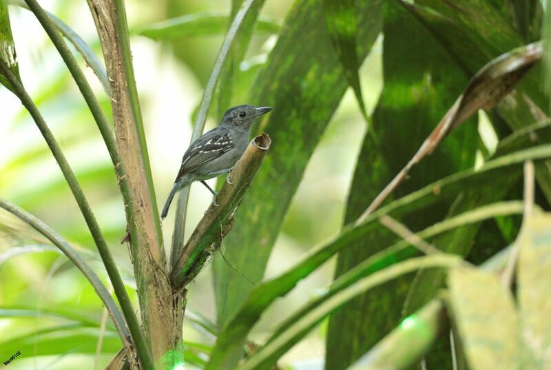 Black-crowned Antshrike male adult