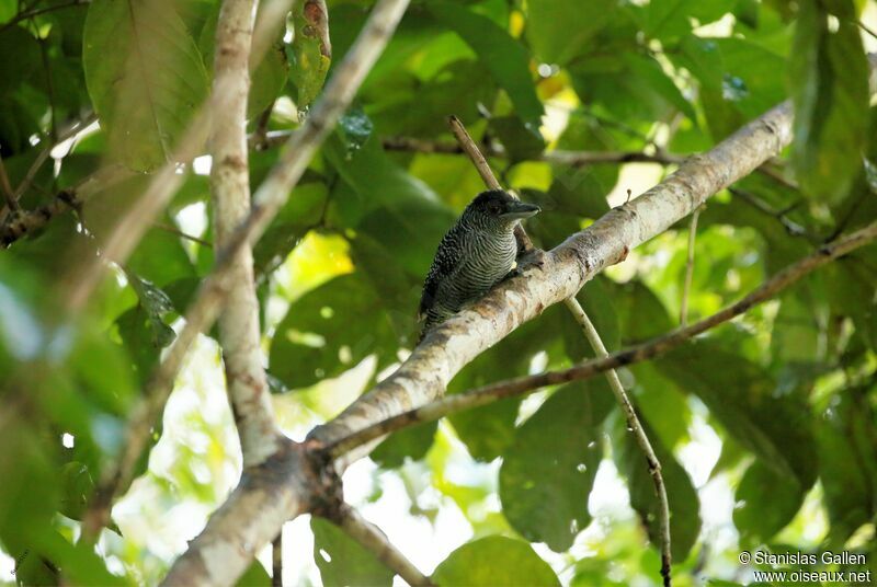 Fasciated Antshrikeadult breeding