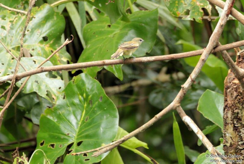 White-winged Becard female adult