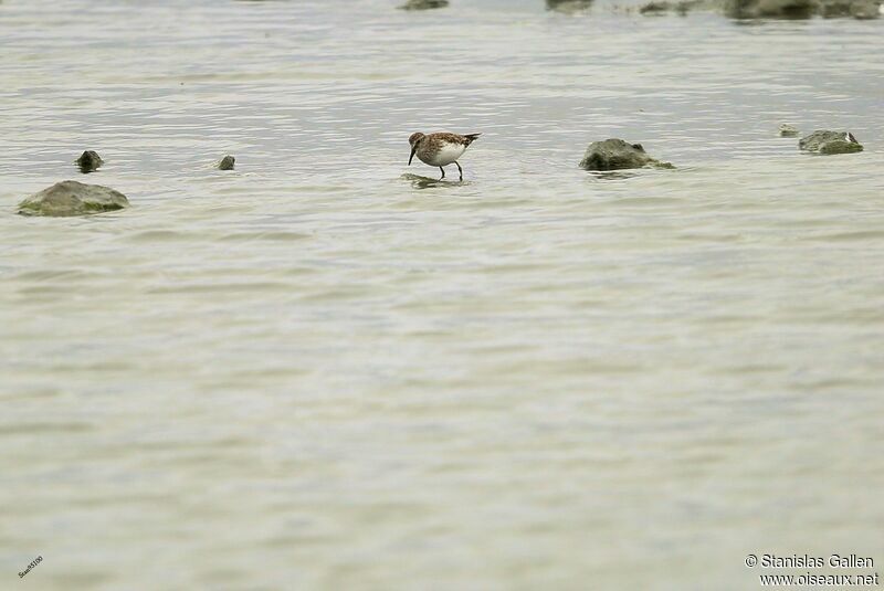 Baird's Sandpiperadult transition, walking, fishing/hunting