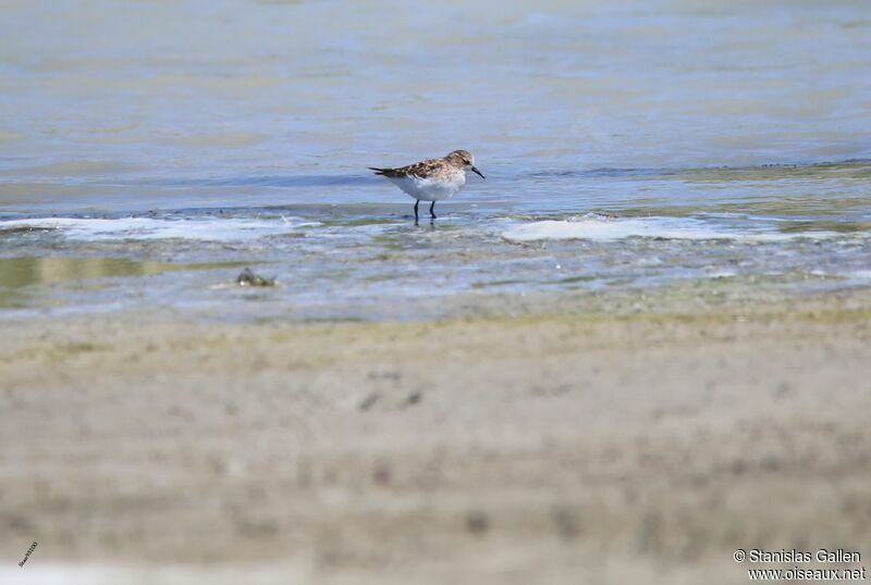 Little Stintadult breeding, walking