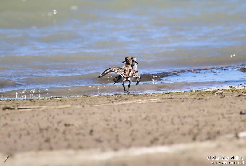 Little Stintadult breeding